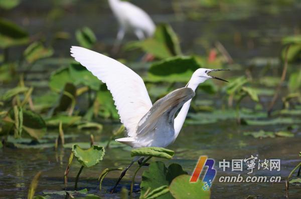 Áitíonn Egrets Loch Dongqian